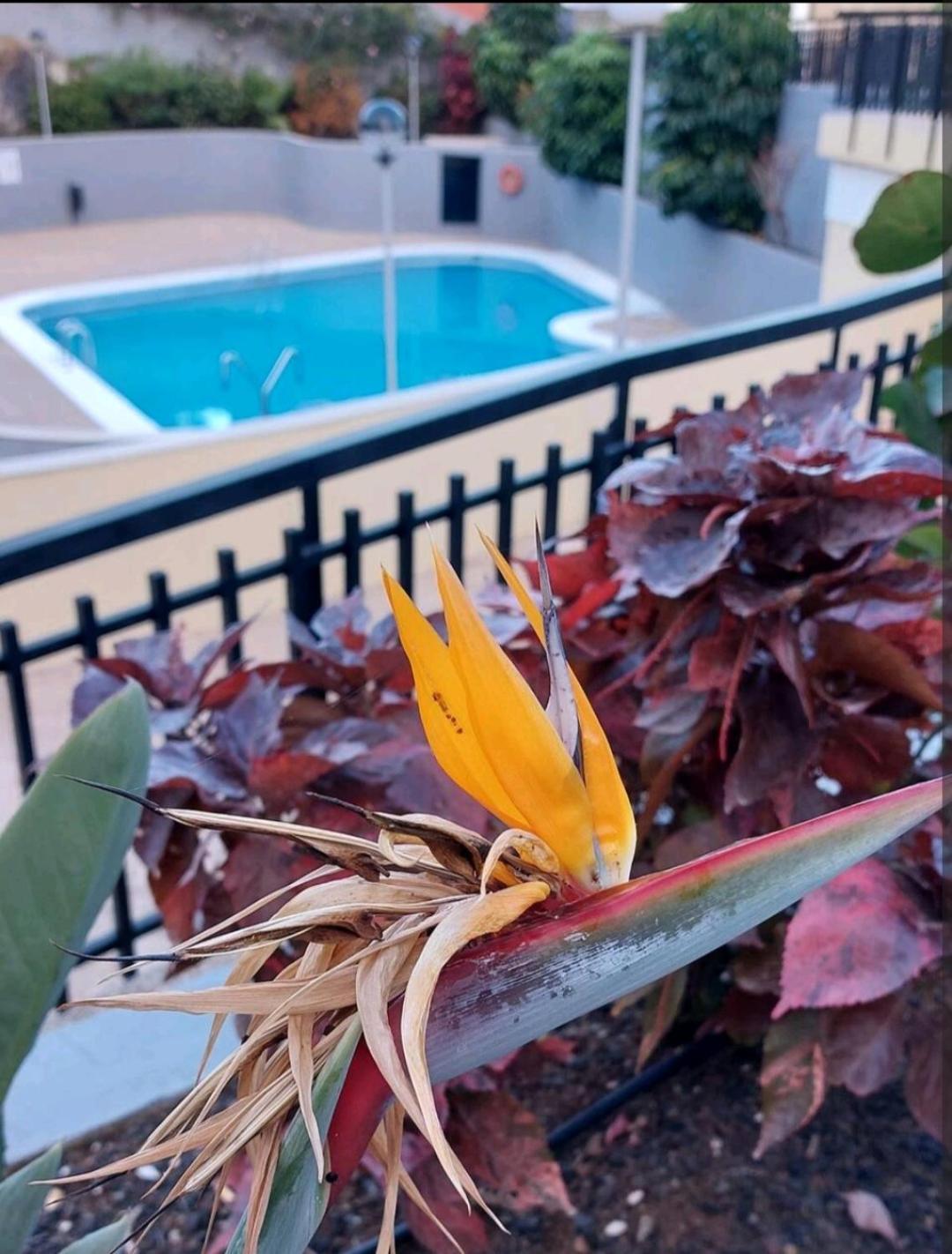 Balcon Atlantida Apartment Канделария Екстериор снимка